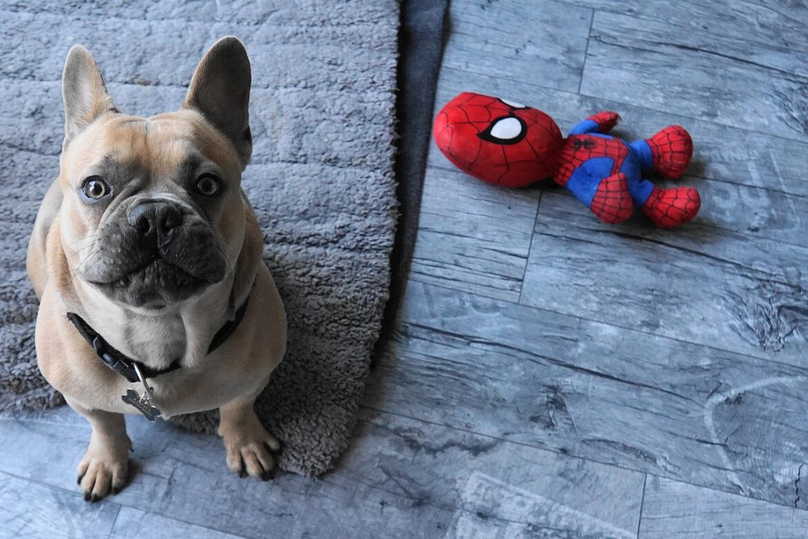 Bestel online de beste loopplank voor hond